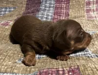 Brown/Tan Boy, a male Miniature Dachshund for sale in Greeneville, TN – Photo 2 of 3