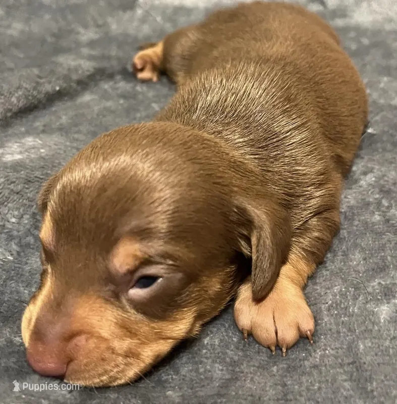 Brown/Tan Boy – Miniature Dachshund puppy for sale in Greeneville, TN
