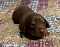 Brown/Tan Boy, a male Miniature Dachshund for sale in Greeneville, TN – Photo 3 of 3