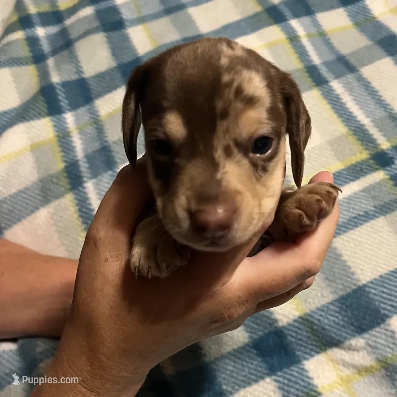 Red Dapple Male 2 – Miniature Dachshund puppy for sale in Greeneville, TN