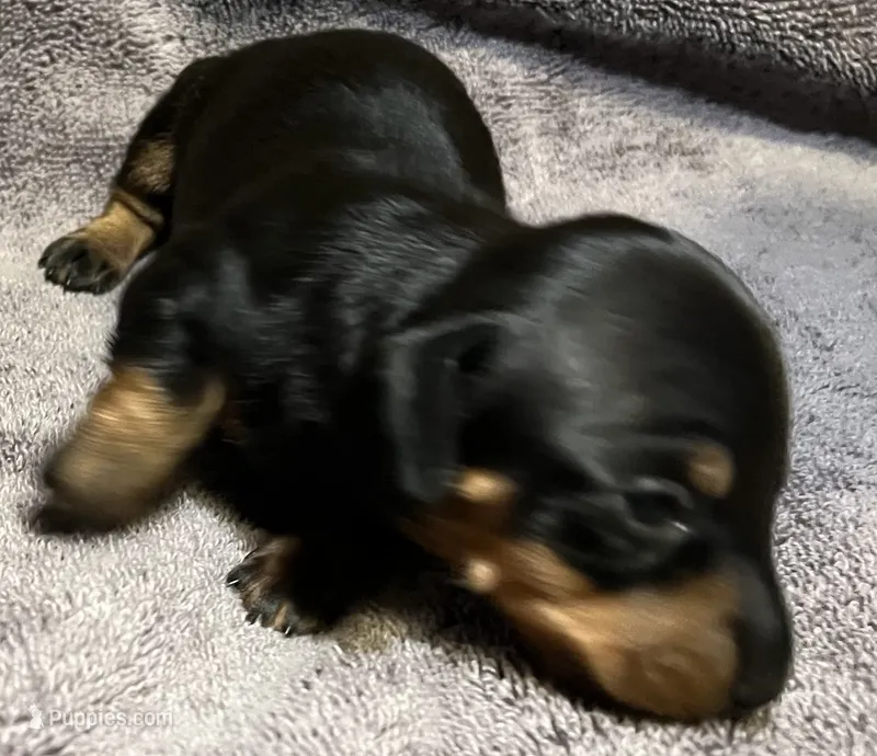 BLK/Tan Female – Miniature Dachshund puppy for sale in Greeneville, TN