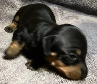 BLK/Tan Female, a female Miniature Dachshund for sale in Greeneville, TN – 1 of 1