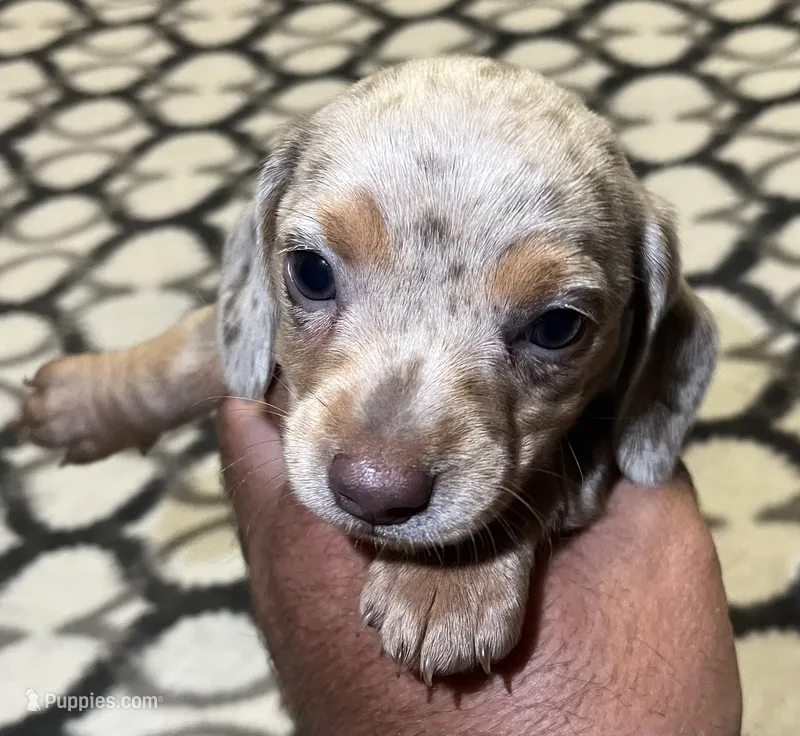 Isabella Dapple Female – Miniature Dachshund puppy on hold in Greeneville, TN