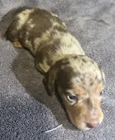 Red Dapple  Male, a male Miniature Dachshund for sale in Greeneville, TN – 1 of 2