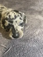 Blue  Dapple Male, a male Miniature Dachshund for sale in Greeneville, TN – 2 of 3