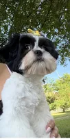 Lea , a female Shih Tzu for sale in Clewiston, FL – 2 of 3