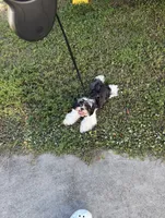 Lea , a female Shih Tzu for sale in Clewiston, FL – 3 of 3