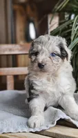 "Sis", a male Miniature Aussiedoodle for sale in Vaughn, MT – Photo 2 of 5