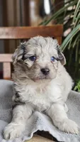 "Sis", a male Miniature Aussiedoodle for sale in Vaughn, MT – Photo 4 of 5