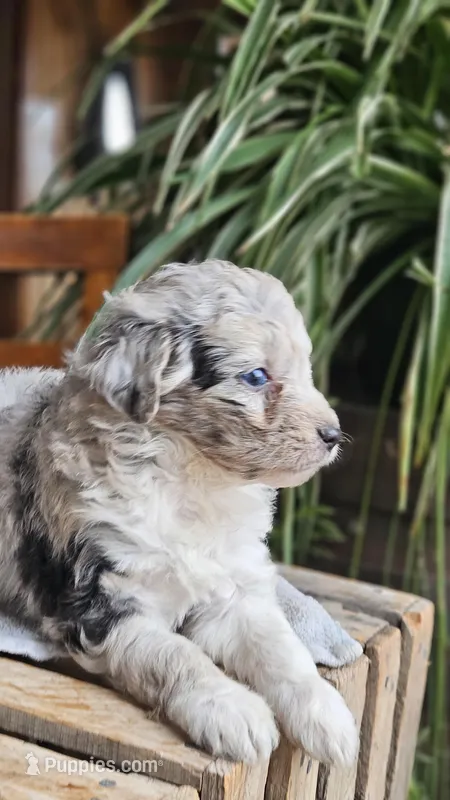"Sis" – Miniature Aussiedoodle puppy for sale in Vaughn, MT