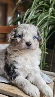 "Sis", a male Miniature Aussiedoodle for sale in Vaughn, MT – Photo 5 of 5