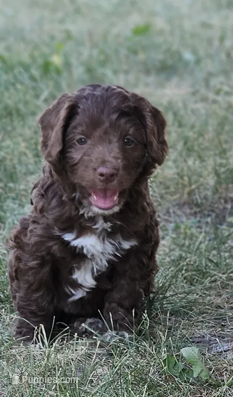 "Jeze" – Australian Shepherd, Poodle - Miniature  puppy for sale in Vaughn, MT