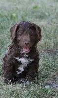 "Jeze", a female Australian Shepherd and Poodle - Miniature  for sale in Vaughn, MT – 1 of 4
