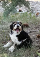 "Fiana", a female Australian Shepherd and Poodle - Miniature  for sale in Vaughn, MT – 2 of 4