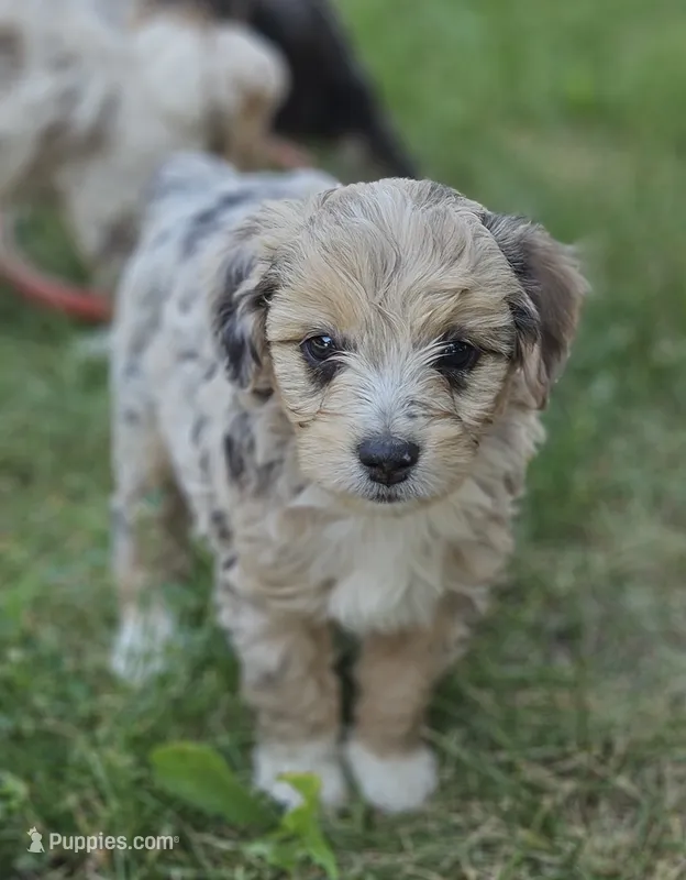 "Lux" – Poodle - Miniature  puppy for sale in Vaughn, MT