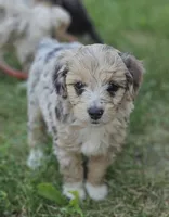"Lux", a female Poodle - Miniature  for sale in Vaughn, MT – 1 of 4