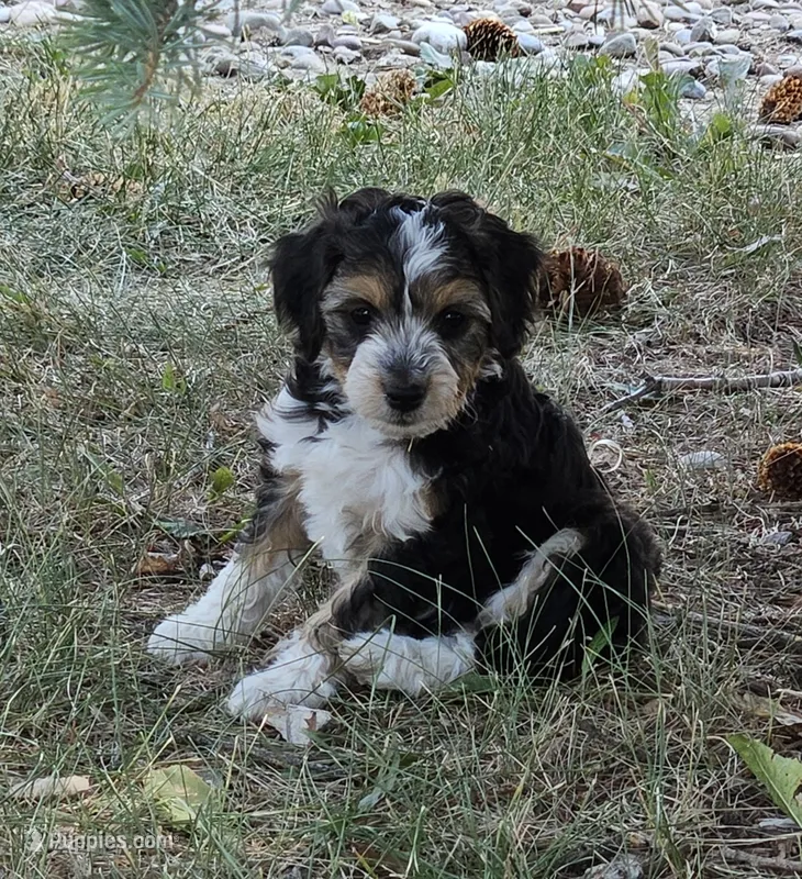 "Fiana" – Australian Shepherd, Poodle - Miniature  puppy for sale in Vaughn, MT