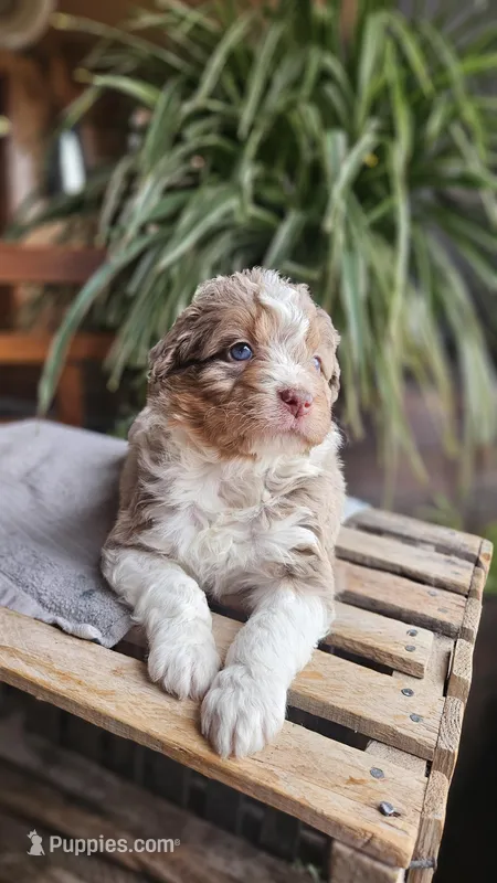 Oakley – Miniature Aussiedoodle puppy for sale in Vaughn, MT