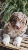 Oakley, a male Miniature Aussiedoodle for sale in Vaughn, MT – Photo 5 of 5