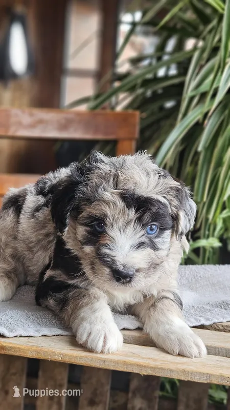 Ace – Miniature Aussiedoodle puppy for sale in Vaughn, MT
