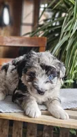 Ace, a male Miniature Aussiedoodle for sale in Vaughn, MT – Photo 1 of 4