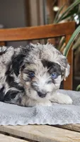 Ace, a male Miniature Aussiedoodle for sale in Vaughn, MT – Photo 2 of 4