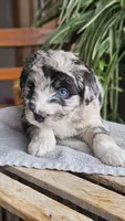 Ace, a male Miniature Aussiedoodle for sale in Vaughn, MT – Photo 4 of 4