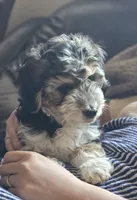 "Fiana", a female Poodle - Miniature  and Miniature Australian Shepherd for sale in Vaughn, MT – 4 of 7