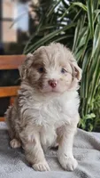 Pippy, a male Miniature Aussiedoodle for sale in Vaughn, MT – Photo 3 of 5