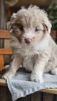 Pippy, a male Miniature Aussiedoodle for sale in Vaughn, MT – Photo 4 of 5