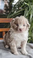 Pippy, a male Miniature Aussiedoodle for sale in Vaughn, MT – Photo 2 of 5