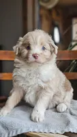 Pippy, a male Miniature Aussiedoodle for sale in Vaughn, MT – Photo 1 of 5