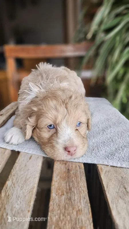 Rigsby – Miniature Aussiedoodle puppy for sale in Vaughn, MT