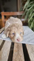 Rigsby, a male Miniature Aussiedoodle for sale in Vaughn, MT – Photo 1 of 3