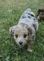 "Lux", a female Poodle - Miniature  for sale in Vaughn, MT – 4 of 4