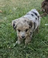"Lux", a female Poodle - Miniature  for sale in Vaughn, MT – 3 of 4