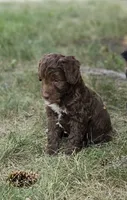 "Jeze", a female Australian Shepherd and Poodle - Miniature  for sale in Vaughn, MT – 3 of 4