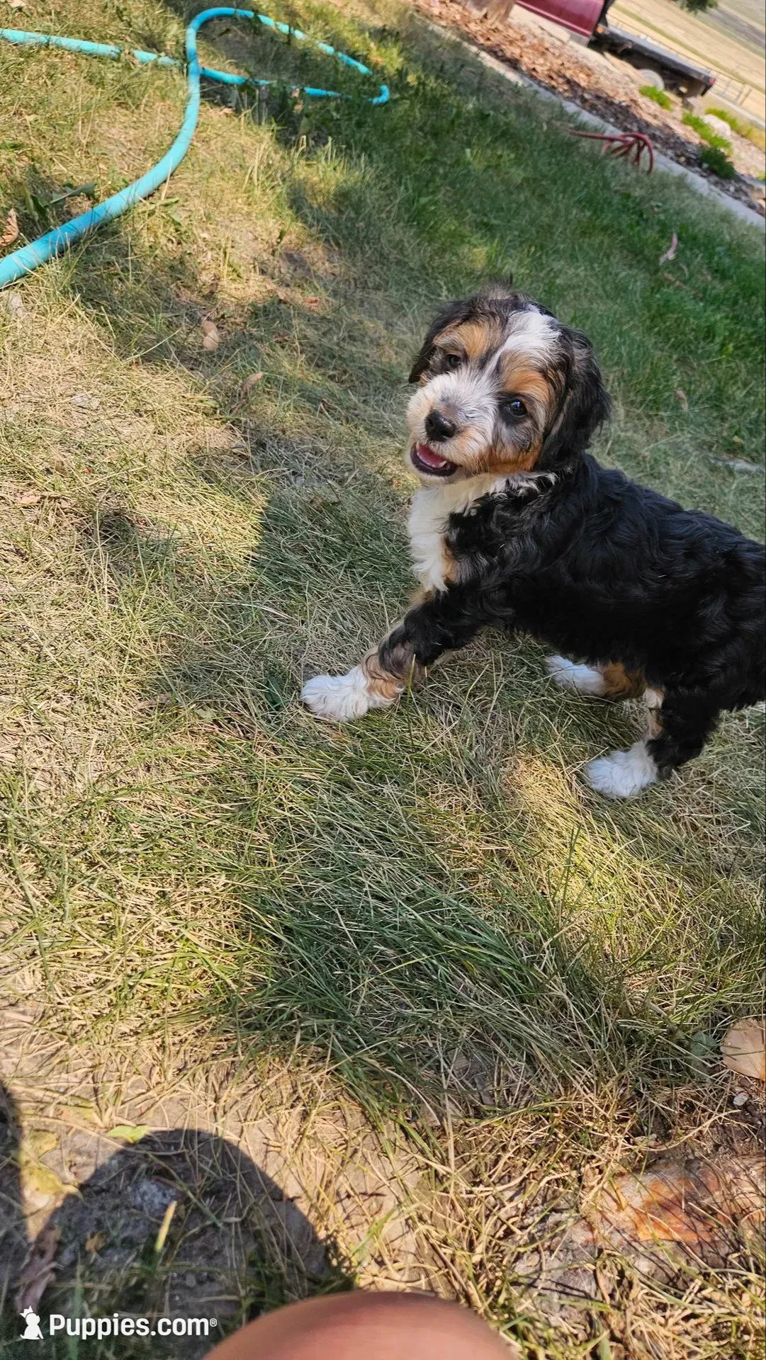 "Fiana", a female Australian Shepherd and Poodle - Miniature  for sale in Vaughn, MT – 3 of 4