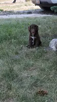 "Jeze", a female Australian Shepherd and Poodle - Miniature  for sale in Vaughn, MT – 2 of 4
