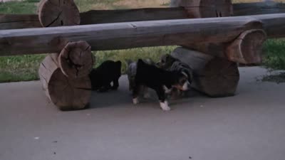 "Fiana", a female Australian Shepherd and Poodle - Miniature  for sale in Vaughn, MT – 4 of 4