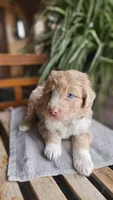 Rigsby, a male Miniature Aussiedoodle for sale in Vaughn, MT – Photo 2 of 3