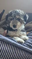 "Fiana", a female Poodle - Miniature  and Miniature Australian Shepherd for sale in Vaughn, MT – 6 of 7