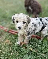 "Lux", a female Poodle - Miniature  for sale in Vaughn, MT – 2 of 4