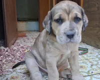 Thunder , a male Catahoula Leopard Dog and Fila Brasileiro for sale in Colville, WA – 2 of 3