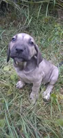 Sweets, a  Catahoula Leopard Dog for sale in Colville, WA – 3 of 3