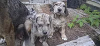 Tiger, a  Catahoula Leopard Dog for sale in Colville, WA – 3 of 3