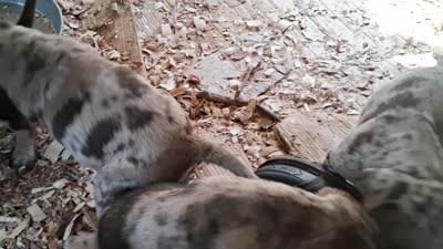 Mr Jack , a male Catahoula Leopard Dog for sale in Colville, WA – 4 of 4