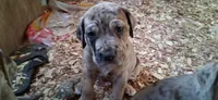 Mr Jack , a male Catahoula Leopard Dog for sale in Colville, WA – 2 of 4