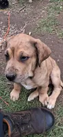 Sasha, a female Fila Brasileiro for sale in Colville, WA – 2 of 3