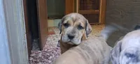 Thunder , a male Catahoula Leopard Dog and Fila Brasileiro for sale in Colville, WA – 3 of 3